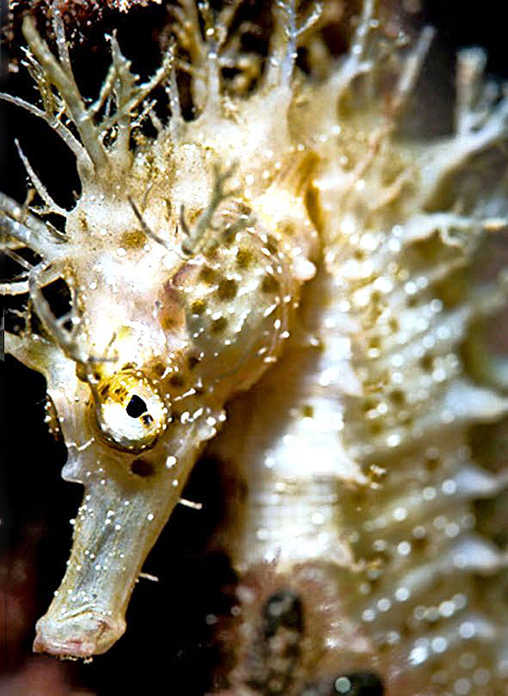 Hippocampus guttulatus_05